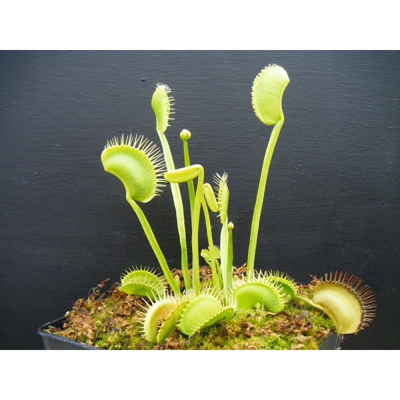 Plantes carnivores - Dionaea 'filiformis verte'