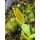 Dionaea 'periscope'