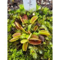 Dionaea 'periscope'