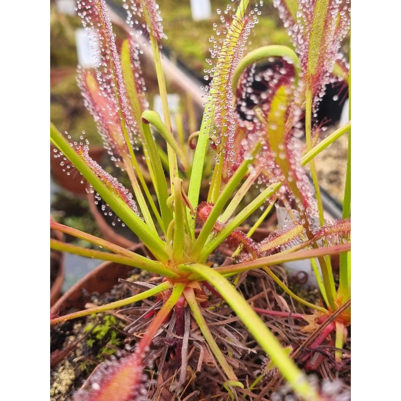Drosera capensis – Les petits jardins d'Agathe