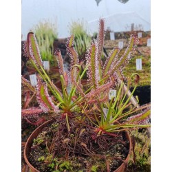 Drosera capensis 'Triffid Rose'