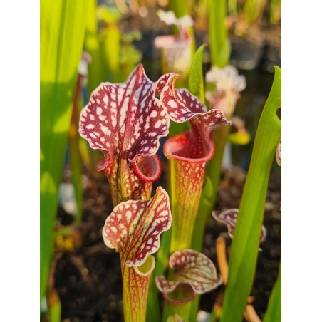 Sarracenia 'Amanite'