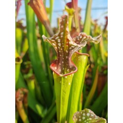 Sarracenia 'Amanite'