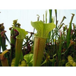 Sarracenia alata