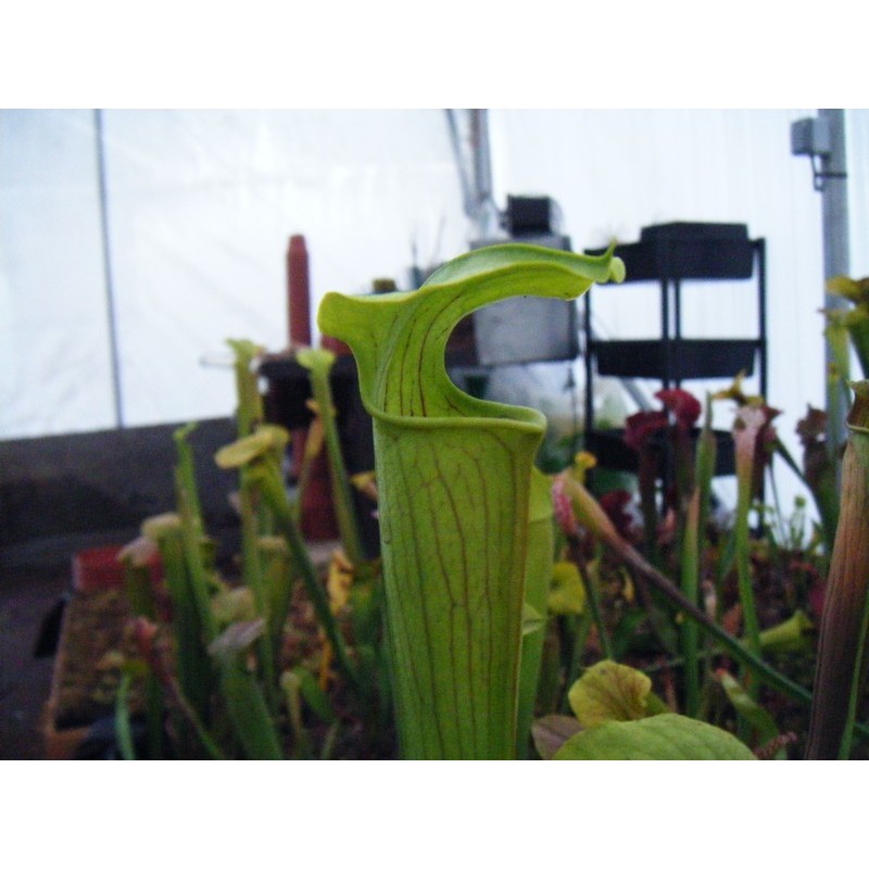 Sarracenia alata 'giant, very green pitchers, few veins'