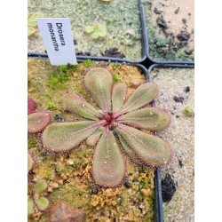 Drosera monantha