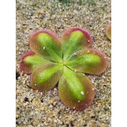 Drosera squamosa