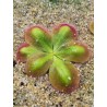 Drosera squamosa