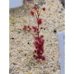 Drosera basifolia