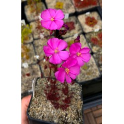 Drosera basifolia