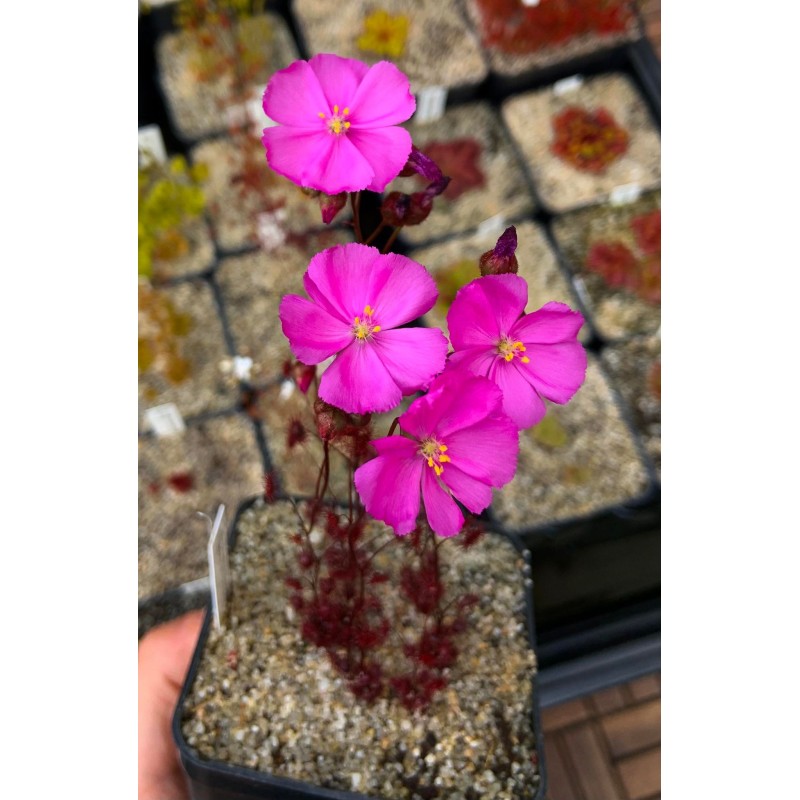 Drosera basifolia