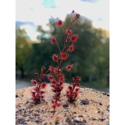 Drosera basifolia