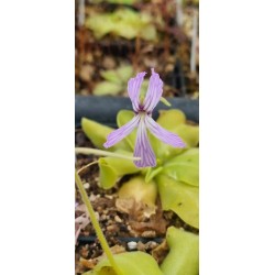Pinguicula rectifolia