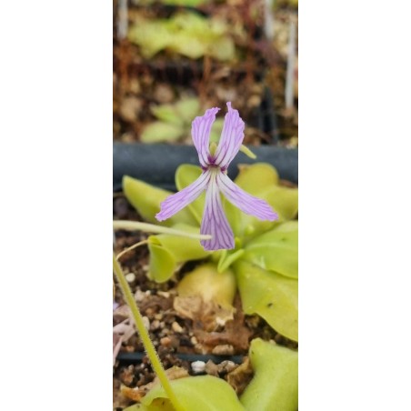 Pinguicula rectifolia