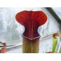 Sarracenia alata 'red throat'