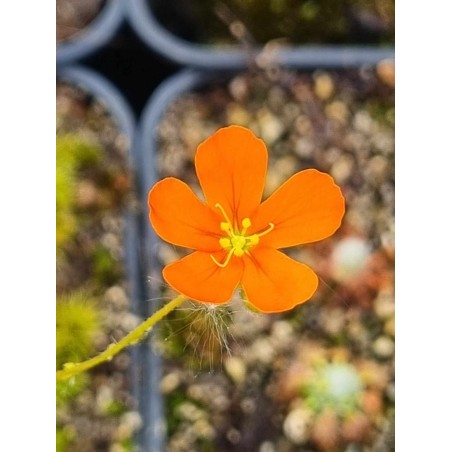 Drosera echinoblastus