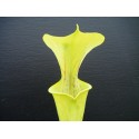 Sarracenia flava