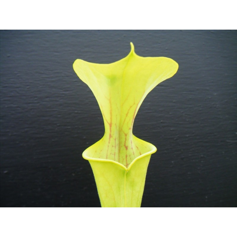 Sarracenia flava