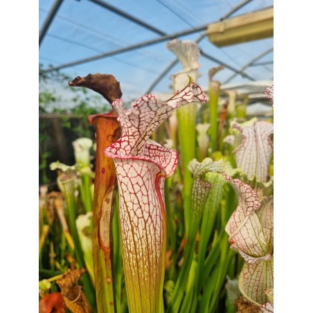 Plantes carnivores - Sarracenia leucophylla 'yellow river, C.K'