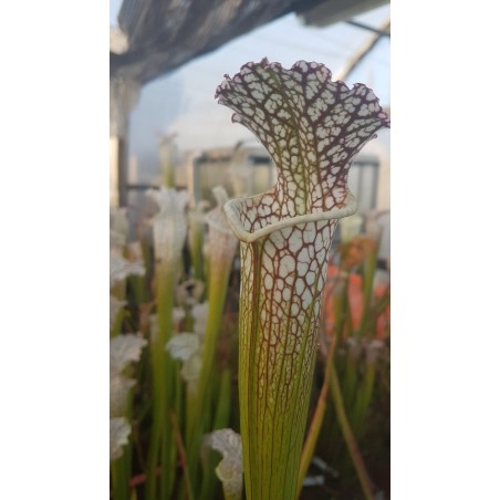 Plantes carnivores-Sarracenia leucophylla 'deer park, AL, large form'