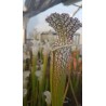 Plantes carnivores-Sarracenia leucophylla 'deer park, AL, large form'