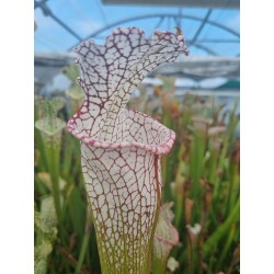 Sarracenia leucophylla 'mont blanc'