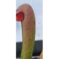 Plantes carnivores - Sarracenia minor var. okefenokeensis 'red Eyes'
