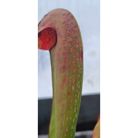 Plantes carnivores - Sarracenia minor var. okefenokeensis 'red Eyes'