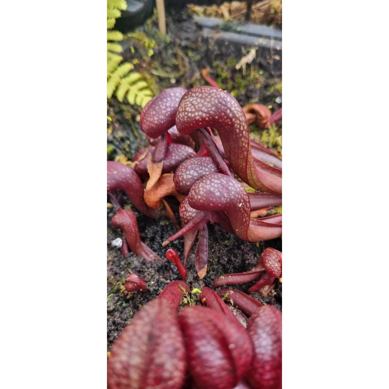 Plantes carnivores - Darlingtonia californica 'red Alpine Farms' Del Norte Co'