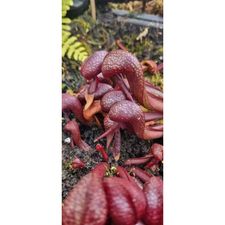 Plantes carnivores - Darlingtonia californica 'red Alpine Farms' Del Norte Co'