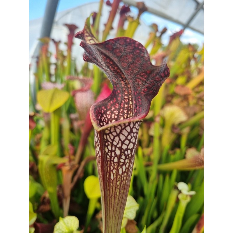 Plantes carnivores - Sarracenia X aerolata 'black cave'