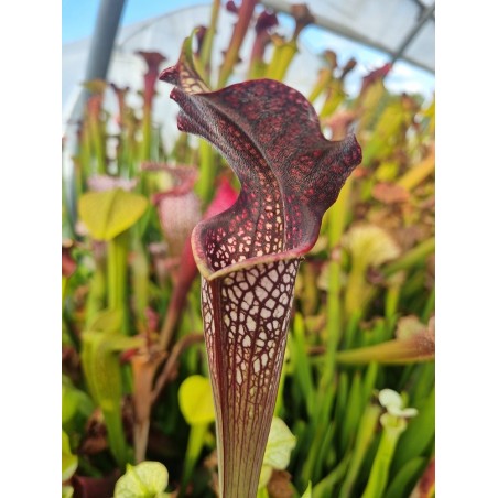 Plantes carnivores - Sarracenia X aerolata 'black cave'