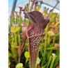 Plantes carnivores - Sarracenia X aerolata 'black cave'