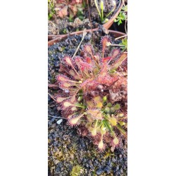 Plantes carnivores - Drosera capillaris x interdia