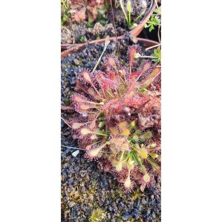 Plantes carnivores - Drosera capillaris x interdia