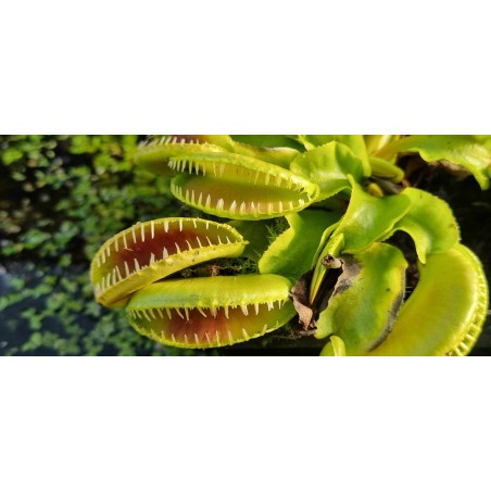 Plantes carnivores - Dionaea 'alien'