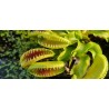 Plantes carnivores - Dionaea 'alien'