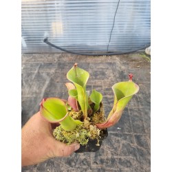 Plantes carnivores - Heliamphora huberi