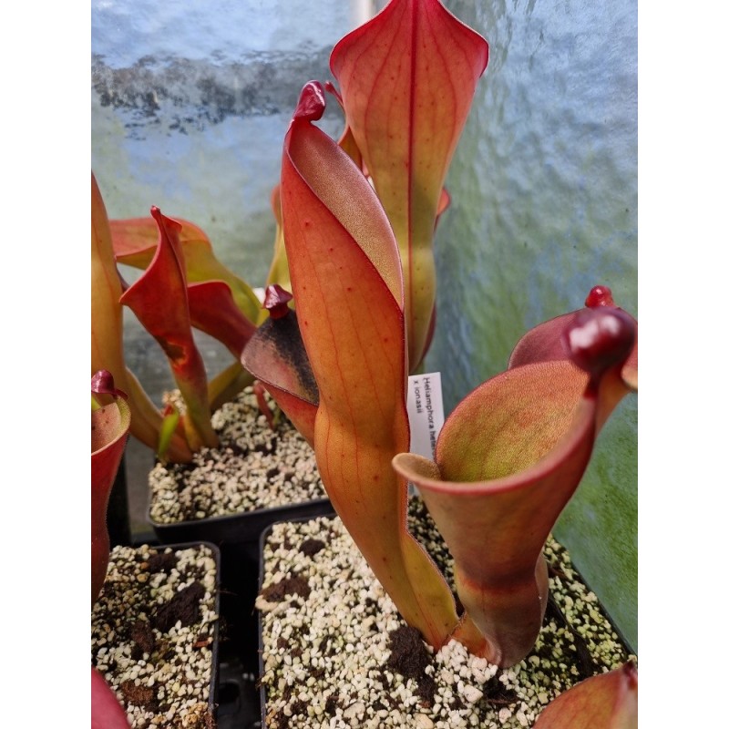 Plantes carnivores - Heliamphora heterodoxa x ionasii