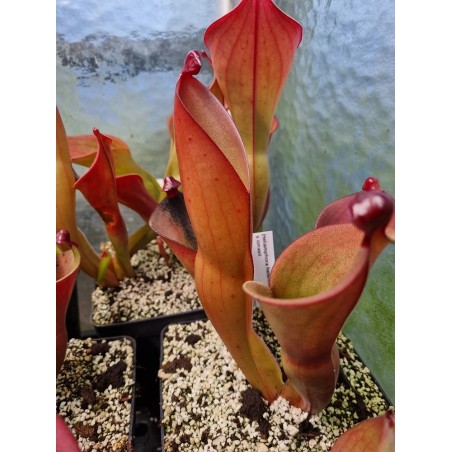 Plantes carnivores - Heliamphora heterodoxa x ionasii