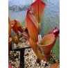 Plantes carnivores - Heliamphora heterodoxa x ionasii