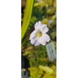 Plantes carnivores - Pinguicula primuliflora 'fleurs blanches'