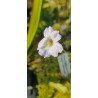 Plantes carnivores - Pinguicula primuliflora 'fleurs blanches'
