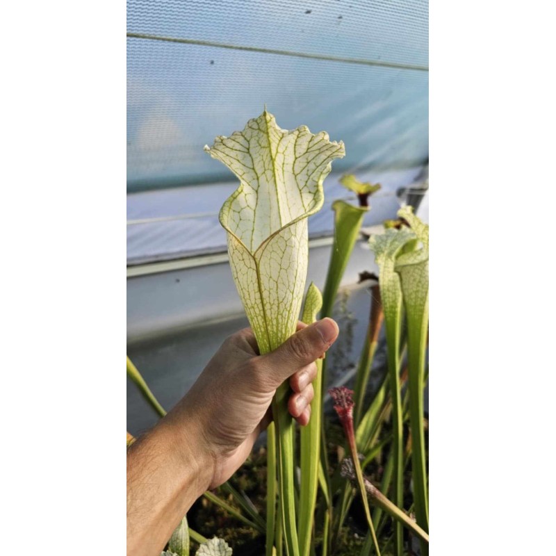Plantes carnivores - Sarracenia leucophylla 'alba, Hurricane creek white, imposter