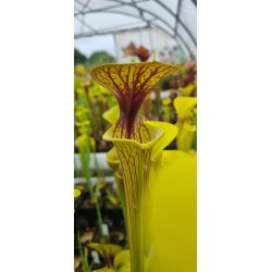 Plantes carnivores - Sarracenia flava var. ornata
