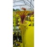 Plantes carnivores - Sarracenia flava var. ornata