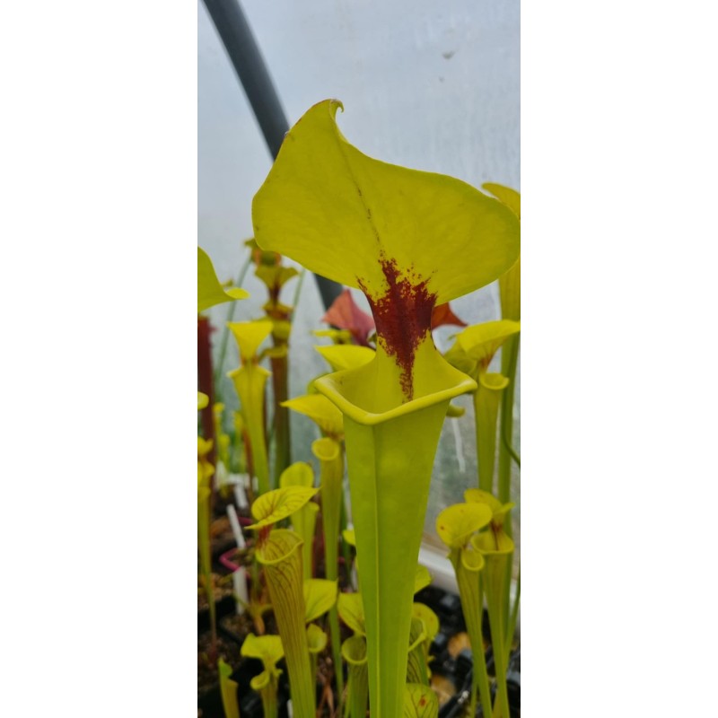 Plantes carnivores - sarracenia flava var. rugelii 'elegant'