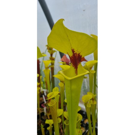 Plantes carnivores - sarracenia flava var. rugelii 'elegant'