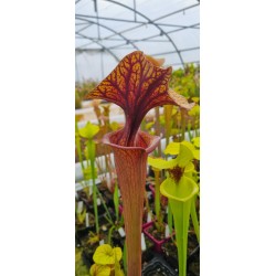 Plantes carnivores - Sarracenia flava 'MKF89'