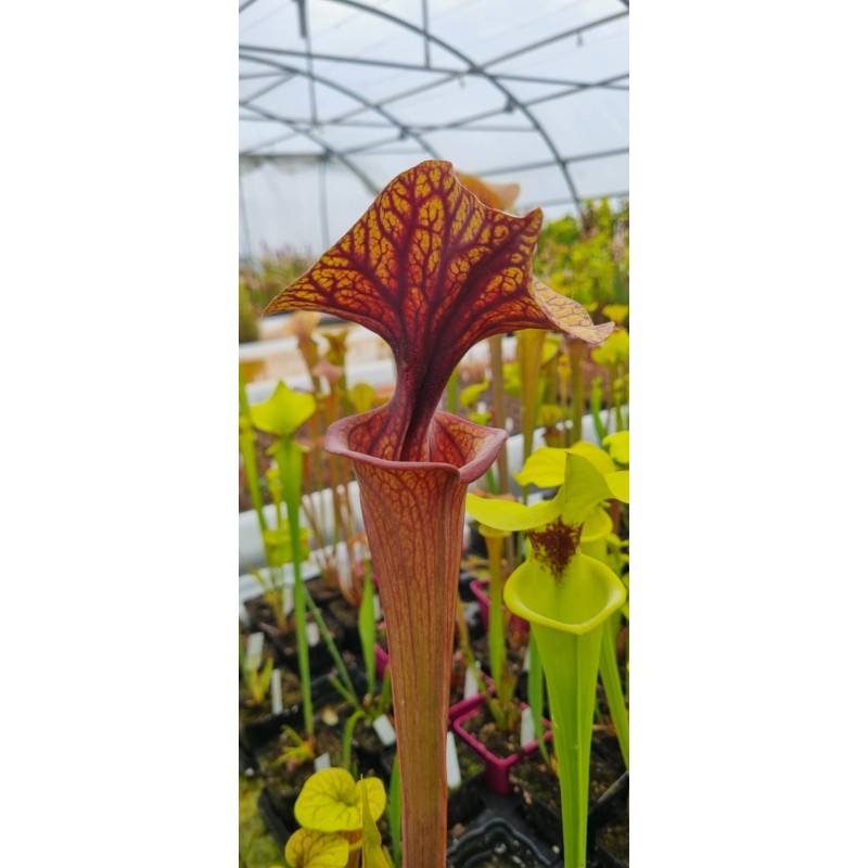Plantes carnivores - Sarracenia flava 'MKF89'